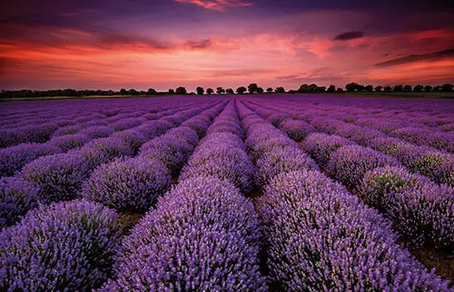 Lavendel hilft mit dem wohltuenden Duft bei der Entspannung.